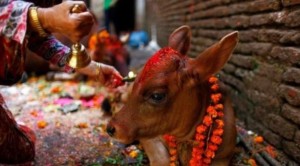 आज गाई, गोरु र गोवर्द्धन पूजा गरिंदै